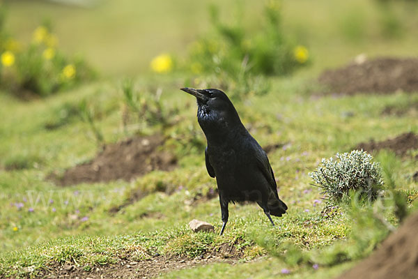 Kapkrähe (Corvus capensis)