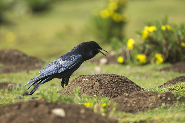 Kapkrähe (Corvus capensis)