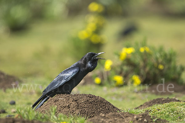 Kapkrähe (Corvus capensis)