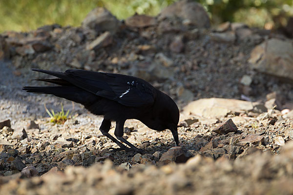 Kapkrähe (Corvus capensis)