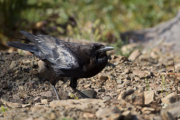 Kapkrähe (Corvus capensis)