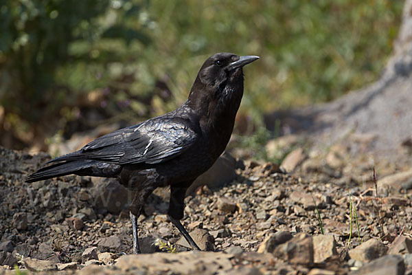 Kapkrähe (Corvus capensis)