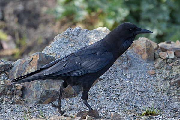 Kapkrähe (Corvus capensis)