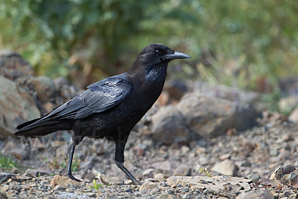 Kapkrähe (Corvus capensis)