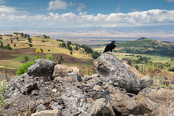 Kapkrähe (Corvus capensis)