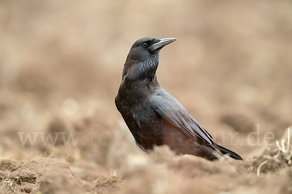 Kapkrähe (Corvus capensis)