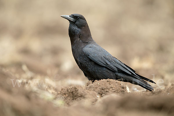 Kapkrähe (Corvus capensis)