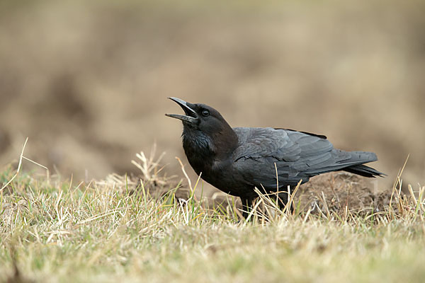 Kapkrähe (Corvus capensis)