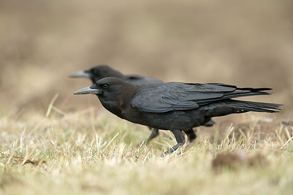 Kapkrähe (Corvus capensis)