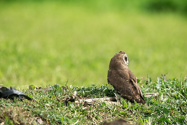 Kapohreule sspec. (Asio capensis tingitanus)