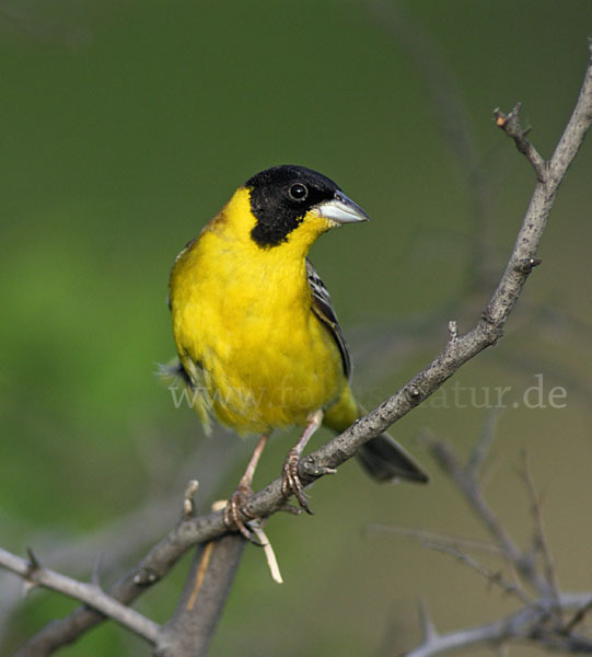 Kappenammer (Emberiza melanocephala)