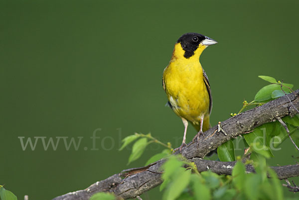 Kappenammer (Emberiza melanocephala)