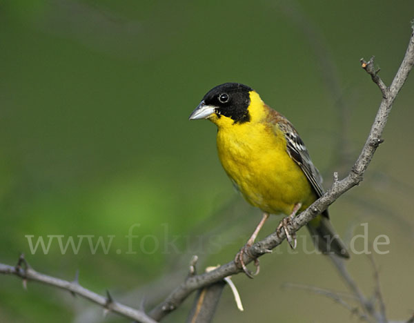 Kappenammer (Emberiza melanocephala)