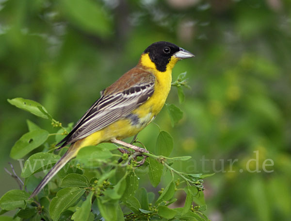 Kappenammer (Emberiza melanocephala)