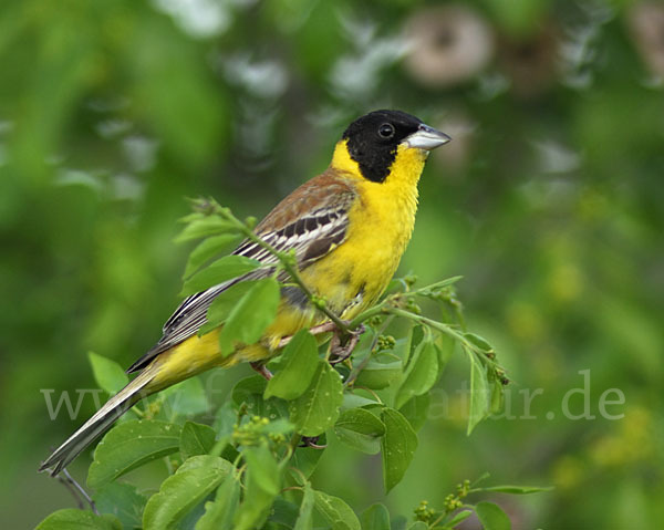 Kappenammer (Emberiza melanocephala)