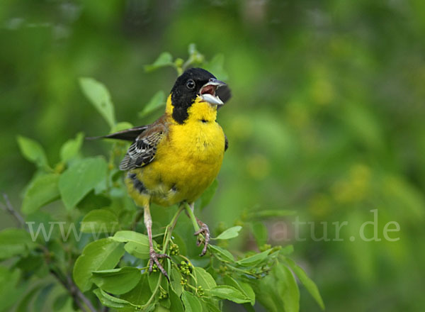 Kappenammer (Emberiza melanocephala)