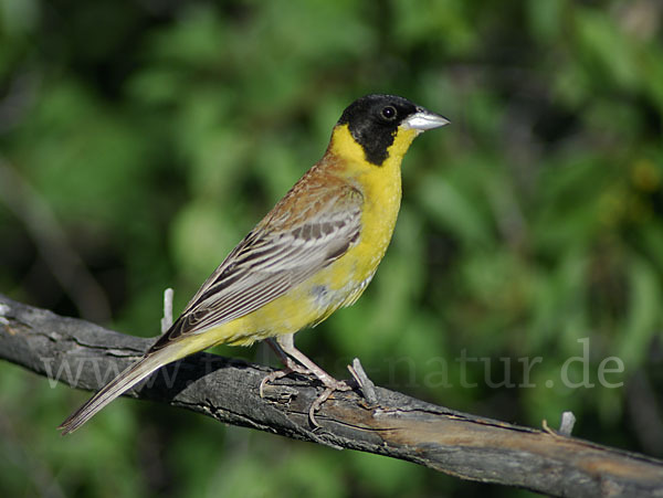 Kappenammer (Emberiza melanocephala)