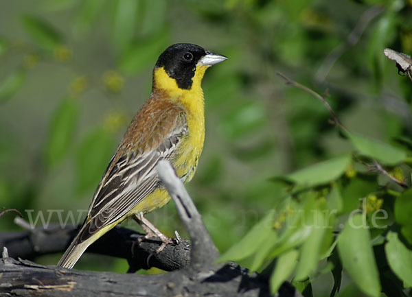 Kappenammer (Emberiza melanocephala)