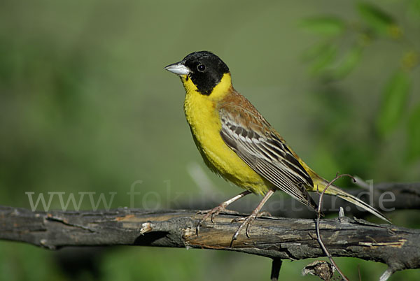 Kappenammer (Emberiza melanocephala)