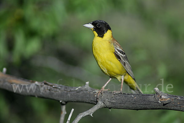 Kappenammer (Emberiza melanocephala)