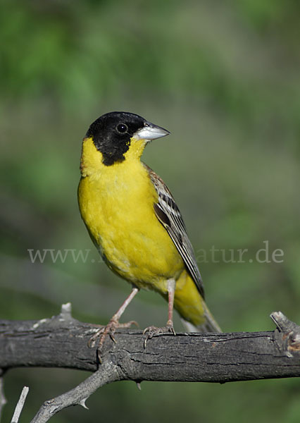 Kappenammer (Emberiza melanocephala)