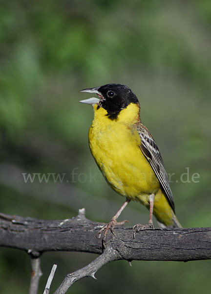 Kappenammer (Emberiza melanocephala)