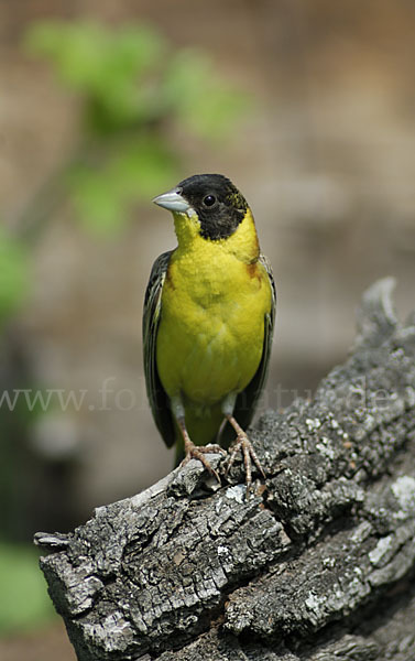 Kappenammer (Emberiza melanocephala)