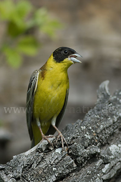 Kappenammer (Emberiza melanocephala)