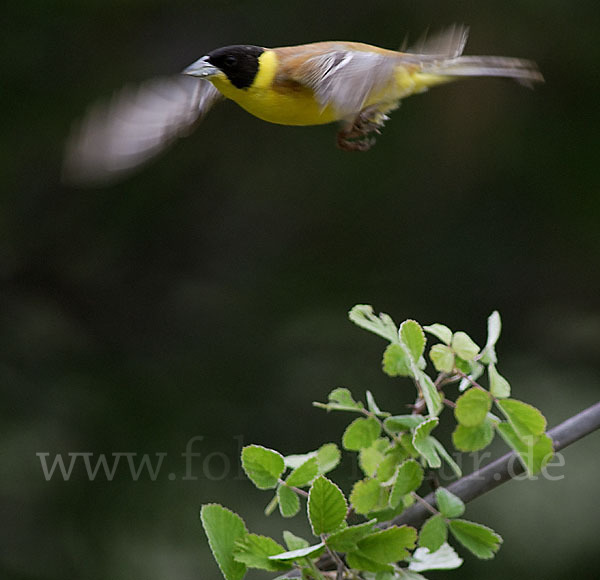 Kappenammer (Emberiza melanocephala)