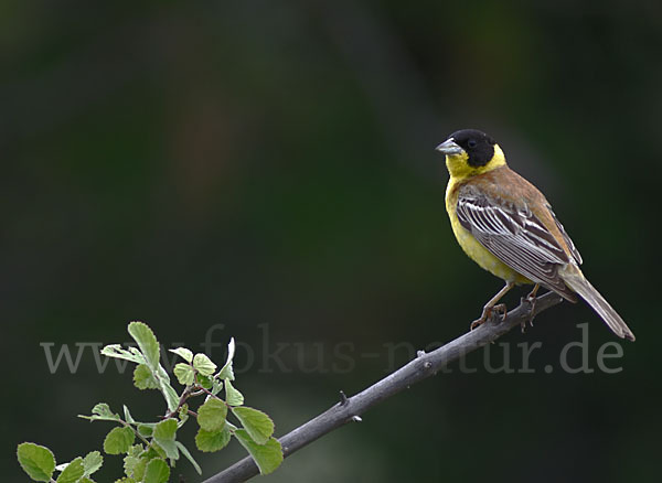 Kappenammer (Emberiza melanocephala)