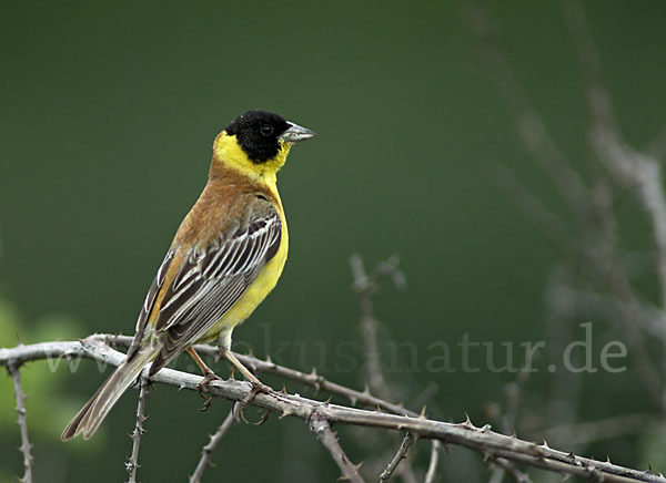 Kappenammer (Emberiza melanocephala)