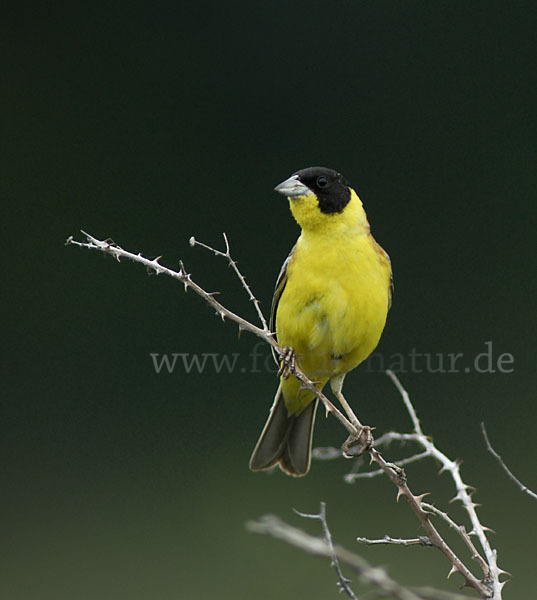 Kappenammer (Emberiza melanocephala)