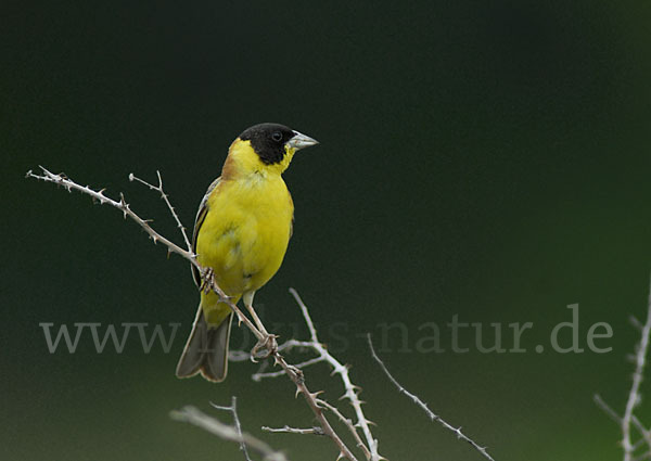 Kappenammer (Emberiza melanocephala)