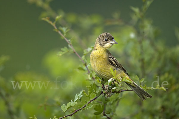 Kappenammer (Emberiza melanocephala)