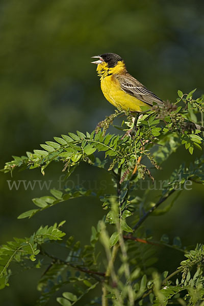 Kappenammer (Emberiza melanocephala)