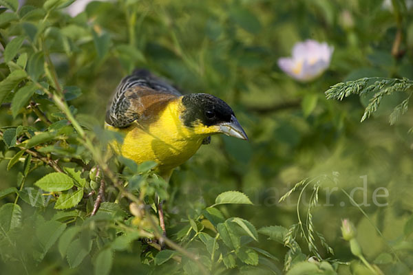 Kappenammer (Emberiza melanocephala)