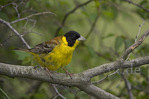 Kappenammer (Emberiza melanocephala)