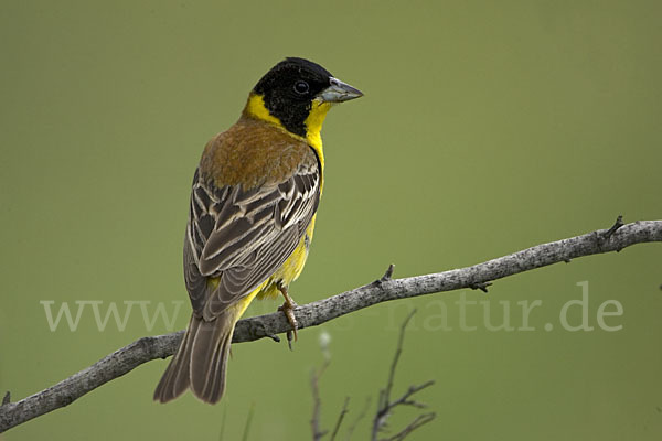 Kappenammer (Emberiza melanocephala)