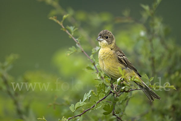 Kappenammer (Emberiza melanocephala)