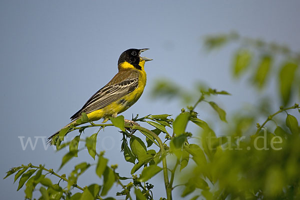 Kappenammer (Emberiza melanocephala)