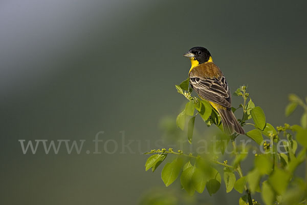 Kappenammer (Emberiza melanocephala)