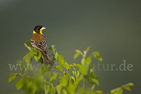 Kappenammer (Emberiza melanocephala)