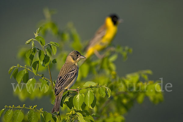 Kappenammer (Emberiza melanocephala)