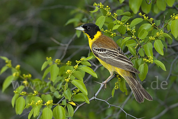 Kappenammer (Emberiza melanocephala)