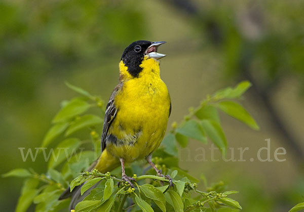 Kappenammer (Emberiza melanocephala)