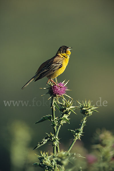 Kappenammer (Emberiza melanocephala)