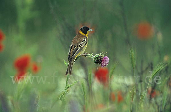 Kappenammer (Emberiza melanocephala)