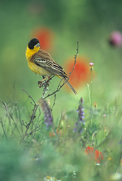 Kappenammer (Emberiza melanocephala)