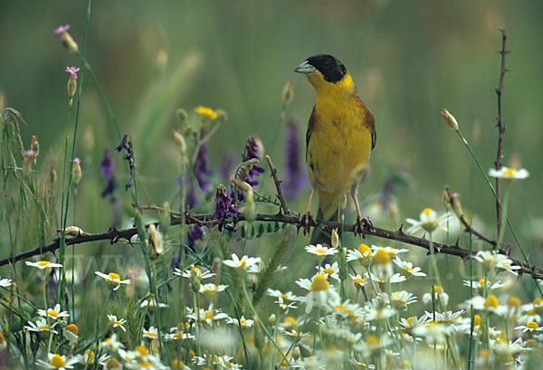 Kappenammer (Emberiza melanocephala)