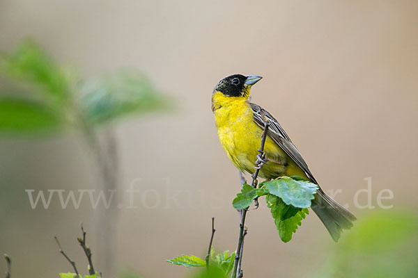 Kappenammer (Emberiza melanocephala)